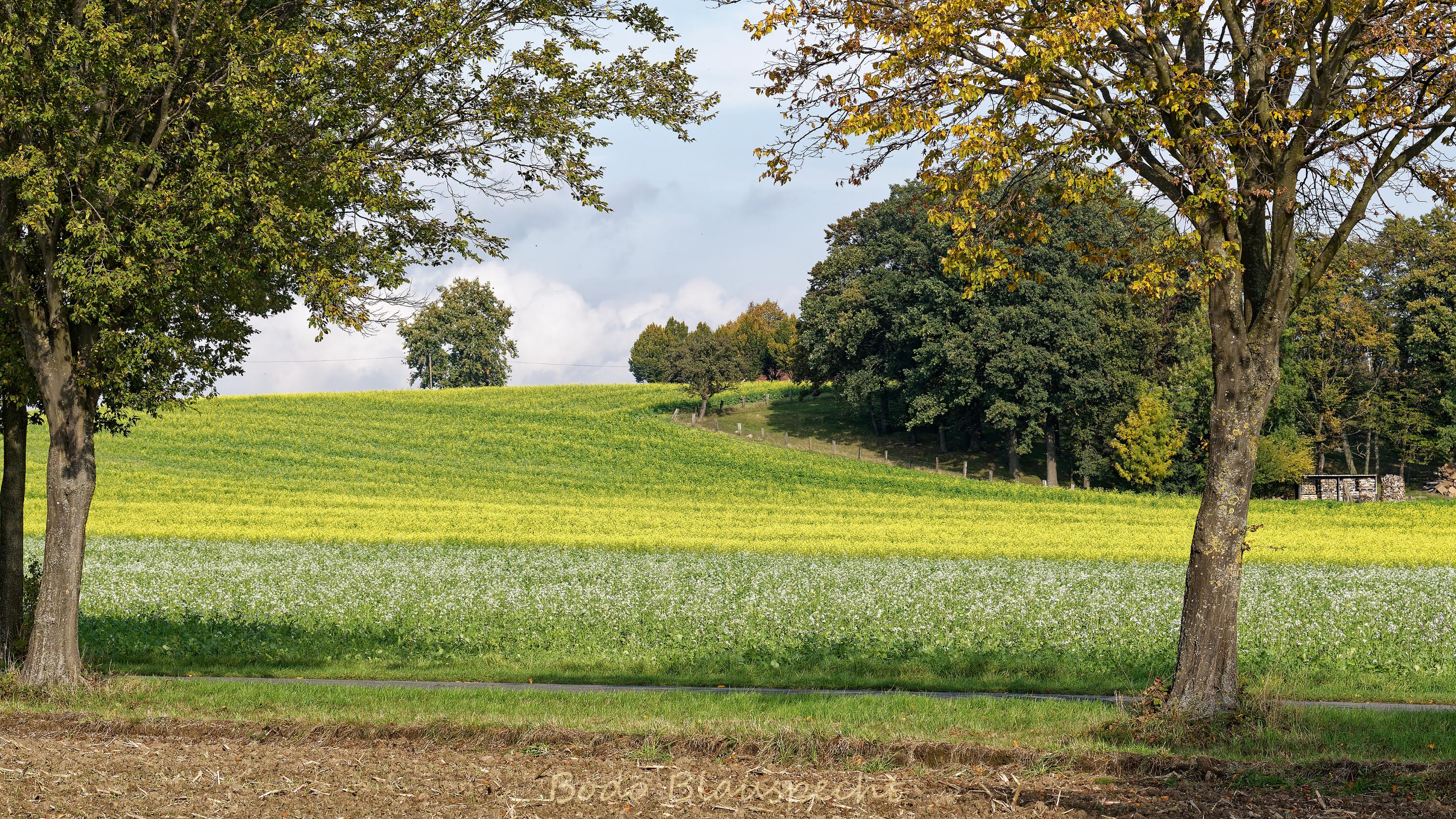Landschaft   Steveraue   2020.10.19 13.59 78 HQ
